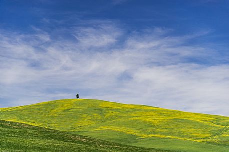 Lonely tree in Orcia valley, Tuscany, Italy