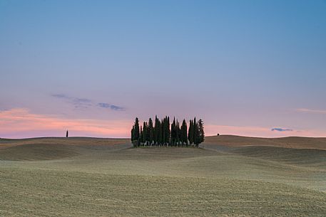 Cypress of San Quirico d'Orcia, Tuscany, Italy