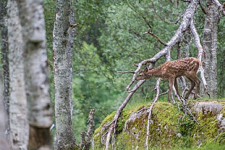 Deer in the forest, Polar Zoo of Bardu, Troms, Norway