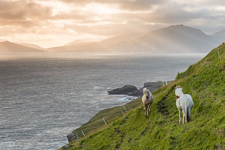 Horses in the wild coast of Streymoy Island, Faeroe islands, Denmark, Europe