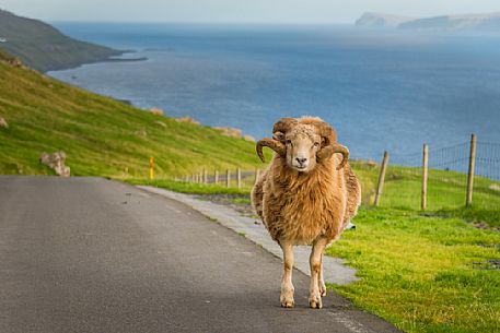 Portrait of sheep on the road of Streymoy Island, Faeroe islands, Denmark, Europe