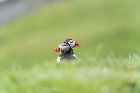 Puffins portrait, Mykines island, Faeroe islands, Denmark, Europe