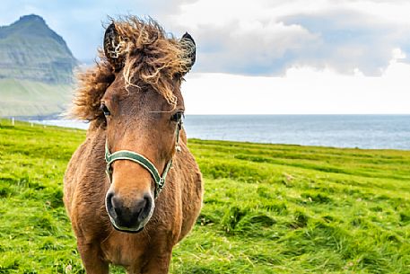 Shetland pony in the wild coast of Viðareiði, Viooy island, Faeroe islands, Denmark, Europe