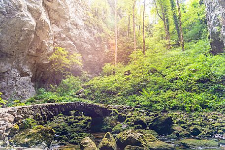 Woods near little Natural Bridge of Rakov kocjan, Cerknica, Notranjska, Julian Alps, Slovenia, Europe