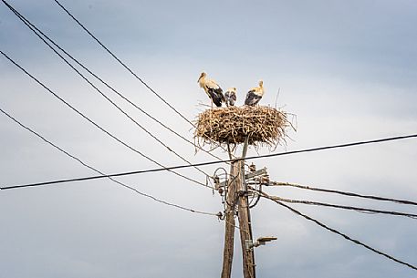White Storks (Ciconia ciconia), Ptuj, Slovenia, Europe