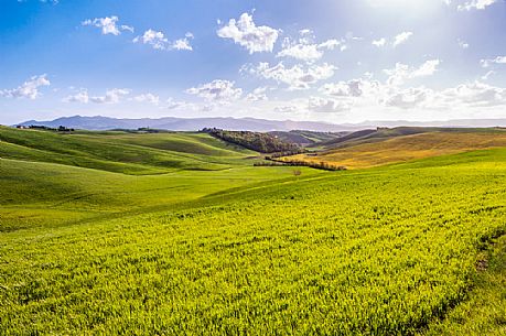 Typical Tuscan landscape near Volterra, Tuscany, Italy, Europe