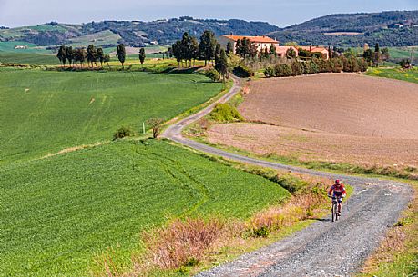 Cyclist pedaling in the typical Tuscan landscape near Volterra, Tuscany, Italy, Europe