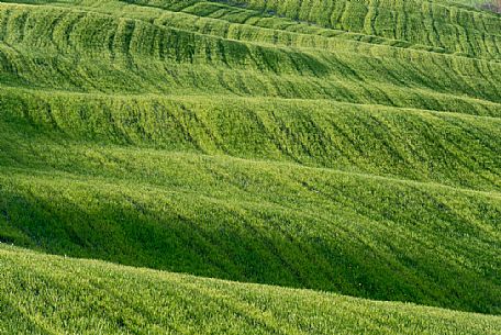 Typical Tuscan rolling landscape near Volterra, Tuscany, Italy, Europe