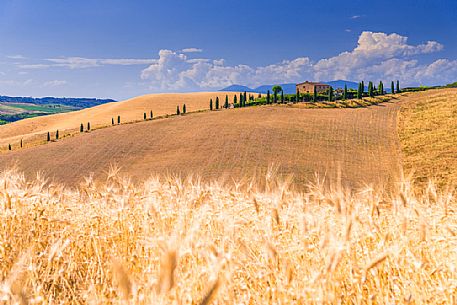 Summer typical Tuscan landscape near Volterra, Tuscany, Italy, Europe