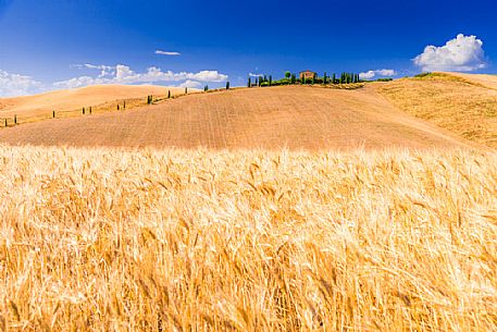 Summer typical Tuscan landscape near Volterra, Tuscany, Italy, Europe