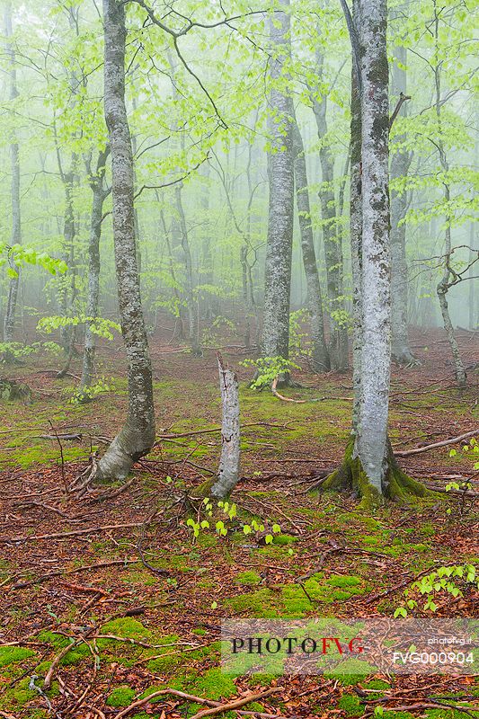 Martese wood in the fog
