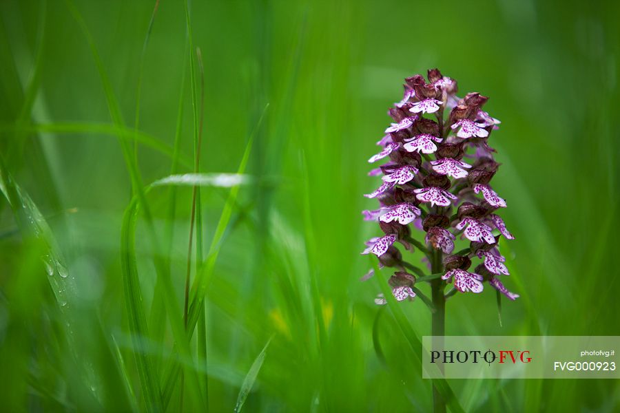 Orchid on the edge of the wood, Campo Imperatore, Gran Sasso and Monti della Laga national park
