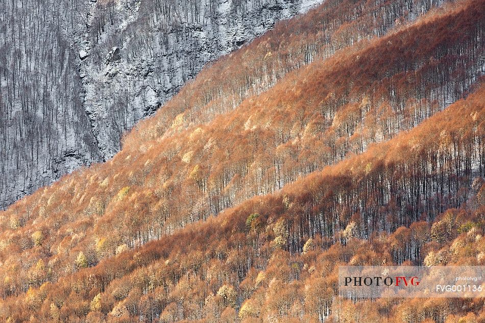 Yellow colored beech after a snowfall in the Gran Sasso and Monti della Laga national Park