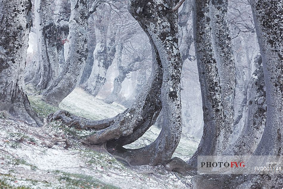 Beech trees twisted by the weight of snow near Pizzo di Moscio, Monti della Laga.