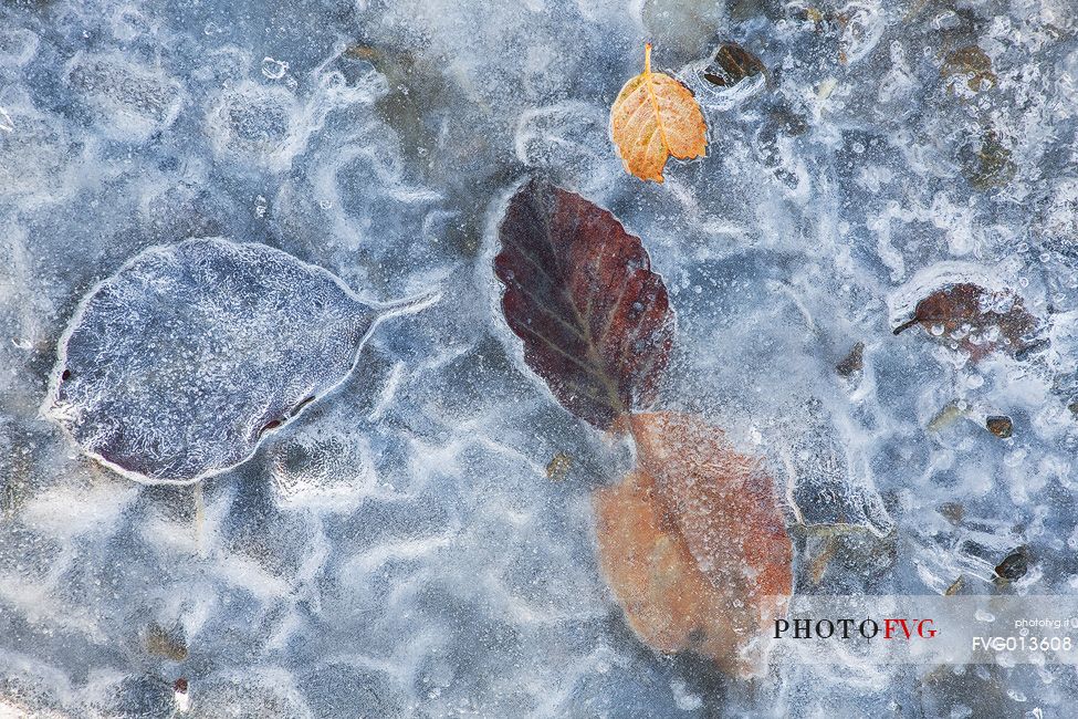 leaves trapped in the ice in wintertime. Pollino National Park.