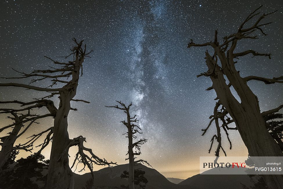 Leucodermis Pines on a starry night in the Pollino National Park.
Pinus leucodermis is widespread in the Balkan Peninsula and is present as a post-glacial relict in Southern Italy.
The oldest Italian populations of this species are located at high elevation in the mountains of Pollino range.
In 1993 the a National Park (the Pollino National Park, actually the biggest one in Italy) was founded to protect those beautiful and unique trees from anthropogenic activities.
