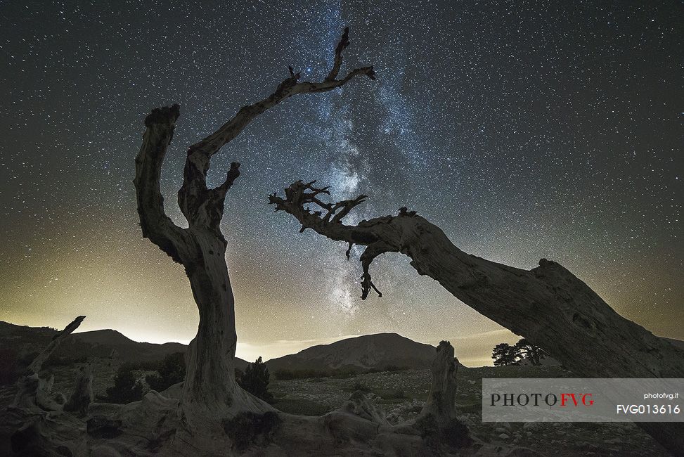 Leucodermis Pines on a starry night in the Pollino National Park.
Pinus leucodermis is widespread in the Balkan Peninsula and is present as a post-glacial relict in Southern Italy.
The oldest Italian populations of this species are located at high elevation in the mountains of Pollino range.
In 1993 the a National Park (the Pollino National Park, actually the biggest one in Italy) was founded to protect those beautiful and unique trees from anthropogenic activities.
