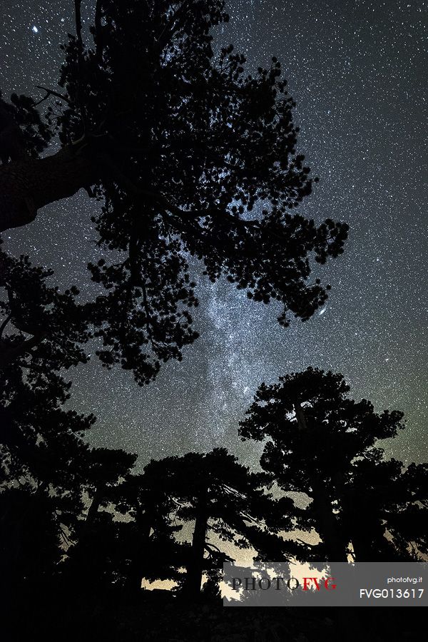 Leucodermis Pines on a starry night in the Pollino National Park.
Pinus leucodermis is widespread in the Balkan Peninsula and is present as a post-glacial relict in Southern Italy.
The oldest Italian populations of this species are located at high elevation in the mountains of Pollino range.
In 1993 the a National Park (the Pollino National Park, actually the biggest one in Italy) was founded to protect those beautiful and unique trees from anthropogenic activities.
