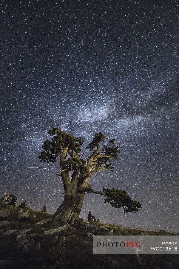 Leucodermis Pines on a starry night in the Pollino National Park.
Pinus leucodermis is widespread in the Balkan Peninsula and is present as a post-glacial relict in Southern Italy.
The oldest Italian populations of this species are located at high elevation in the mountains of Pollino range.
In 1993 the a National Park (the Pollino National Park, actually the biggest one in Italy) was founded to protect those beautiful and unique trees from anthropogenic activities.
