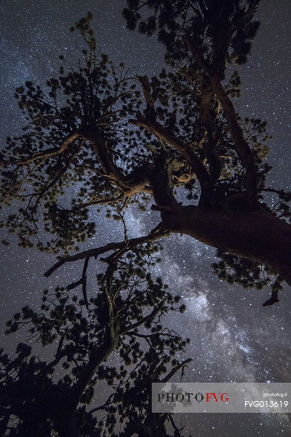 Leucodermis Pines on a starry night in the Pollino National Park.
Pinus leucodermis is widespread in the Balkan Peninsula and is present as a post-glacial relict in Southern Italy.
The oldest Italian populations of this species are located at high elevation in the mountains of Pollino range.
In 1993 the a National Park (the Pollino National Park, actually the biggest one in Italy) was founded to protect those beautiful and unique trees from anthropogenic activities.
