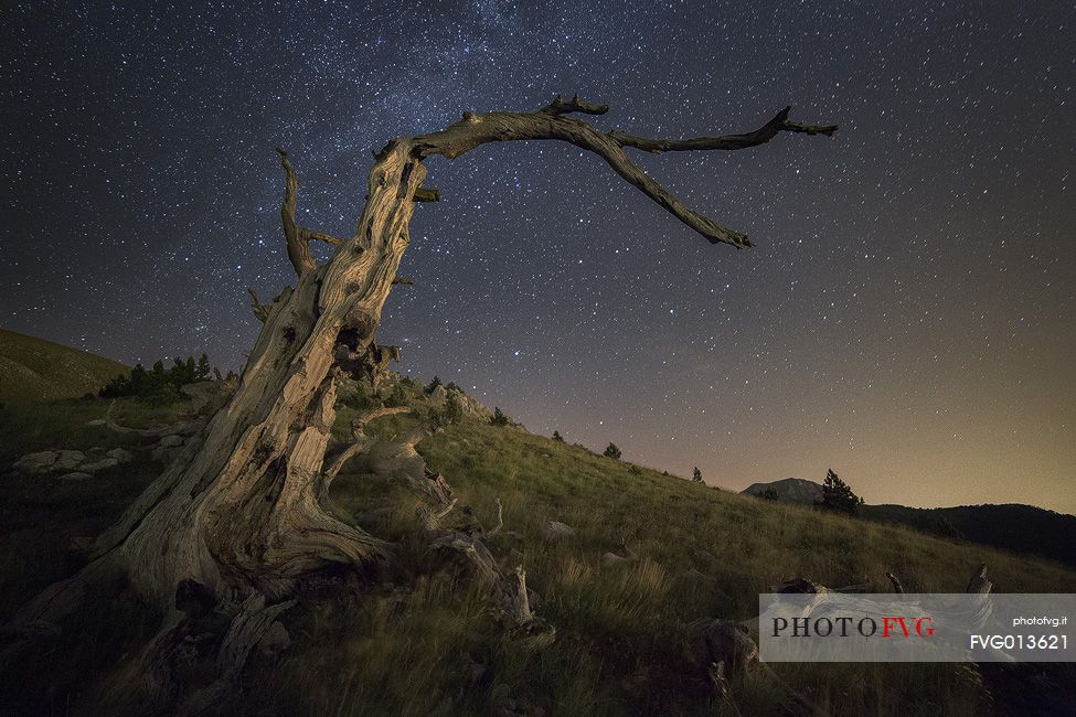 Leucodermis Pine on a starry night in the Pollino National Park.
Pinus leucodermis is widespread in the Balkan Peninsula and is present as a post-glacial relict in Southern Italy.
The oldest Italian populations of this species are located at high elevation in the mountains of Pollino range.
In 1993 the a National Park (the Pollino National Park, actually the biggest one in Italy) was founded to protect those beautiful and unique trees from anthropogenic activities.
