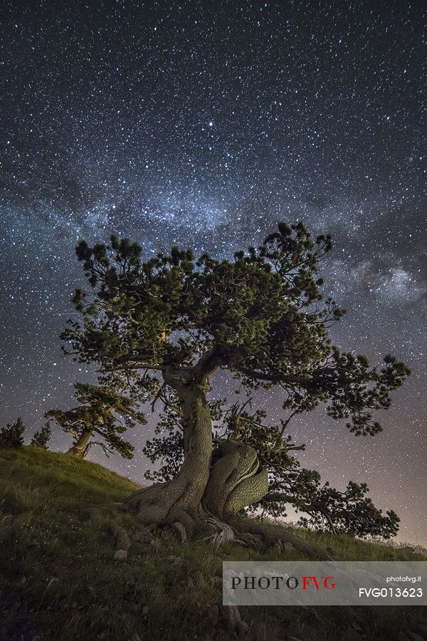 Leucodermis Pine on a starry night in the Pollino National Park.
Pinus leucodermis is widespread in the Balkan Peninsula and is present as a post-glacial relict in Southern Italy.
The oldest Italian populations of this species are located at high elevation in the mountains of Pollino range.
In 1993 the a National Park (the Pollino National Park, actually the biggest one in Italy) was founded to protect those beautiful and unique trees from anthropogenic activities.
