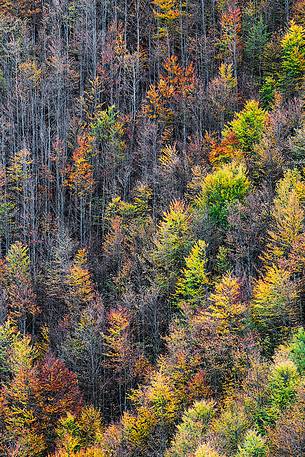 Autumn colors in a wood near Pizzo di Moscio, Monti della Laga.