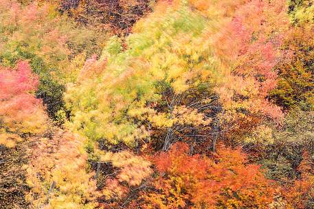 Shining autumn colors tresses blowing in the wind, Campo Imperatore, Gran Sasso and Monti della Laga national park