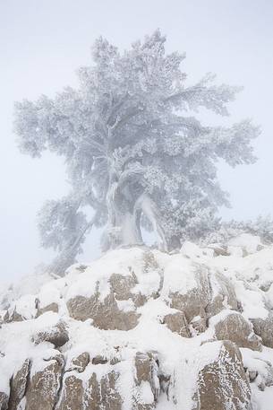 Winter landscape with some Leucodermis Pines. Pinus leucodermis are the only trees, in the Appennini mountain range, that can survive above the altitude of 2000 metres. They are tough enough to withstand the heavy snowstorm that are not rare there in wintertime. Winter landscape with some Leucodermis Pines. Pinus leucodermis are the only trees, in the Appennini mountain range, that can survive above the altitude of 2000 metres. They are tough enough to withstand the heavy snowstorm that are not rare there in wintertime.