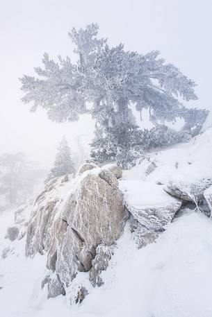 Winter landscape with some Leucodermis Pines. Pinus leucodermis are the only trees, in the Appennini mountain range, that can survive above the altitude of 2000 metres. They are tough enough to withstand the heavy snowstorm that are not rare there in wintertime. Winter landscape with some Leucodermis Pines. Pinus leucodermis are the only trees, in the Appennini mountain range, that can survive above the altitude of 2000 metres. They are tough enough to withstand the heavy snowstorm that are not rare there in wintertime.