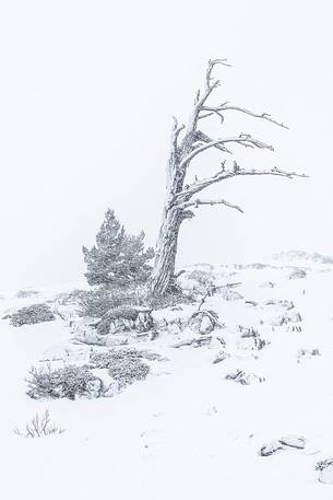 Leucodermis Pines in a snowstorm.
Pinus leucodermis are the only trees, in the Appennini mountain range, that can survive above the altitude of 2000 metres. They are tough enough to withstand the heavy snowstorm that are not rare there in wintertime. Leucodermis Pines in a snowstorm.
Pinus leucodermis are the only trees, in the Appennini mountain range, that can survive above the altitude of 2000 metres. They are tough enough to withstand the heavy snowstorm that are not rare there in wintertime.
