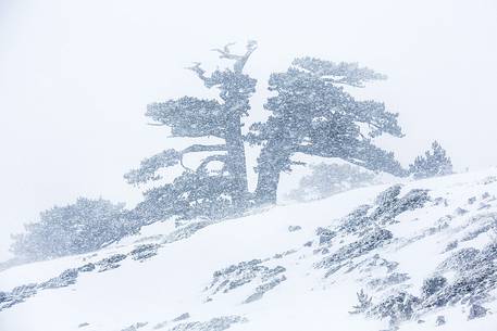 Leucodermis Pines in a snowstorm.
Pinus leucodermis are the only trees, in the Appennini mountain range, that can survive above the altitude of 2000 metres. They are tough enough to withstand the heavy snowstorm that are not rare there in wintertime. Leucodermis Pines in a snowstorm.
Pinus leucodermis are the only trees, in the Appennini mountain range, that can survive above the altitude of 2000 metres. They are tough enough to withstand the heavy snowstorm that are not rare there in wintertime.