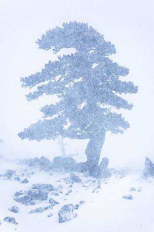 Leucodermis Pines in a snowstorm.
Pinus leucodermis are the only trees, in the Appennini mountain range, that can survive above the altitude of 2000 metres. They are tough enough to withstand the heavy snowstorm that are not rare there in wintertime. Leucodermis Pines in a snowstorm.
Pinus leucodermis are the only trees, in the Appennini mountain range, that can survive above the altitude of 2000 metres. They are tough enough to withstand the heavy snowstorm that are not rare there in wintertime.