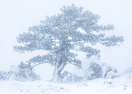 Leucodermis Pines in a snowstorm.
Pinus leucodermis are the only trees, in the Appennini mountain range, that can survive above the altitude of 2000 metres. They are tough enough to withstand the heavy snowstorm that are not rare there in wintertime. Leucodermis Pines in a snowstorm.
Pinus leucodermis are the only trees, in the Appennini mountain range, that can survive above the altitude of 2000 metres. They are tough enough to withstand the heavy snowstorm that are not rare there in wintertime.