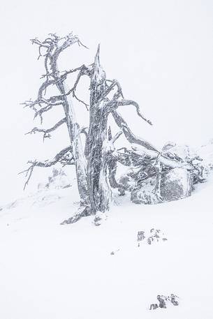 Leucodermis Pines in a snowstorm.
Pinus leucodermis are the only trees, in the Appennini mountain range, that can survive above the altitude of 2000 metres. They are tough enough to withstand the heavy snowstorm that are not rare there in wintertime.