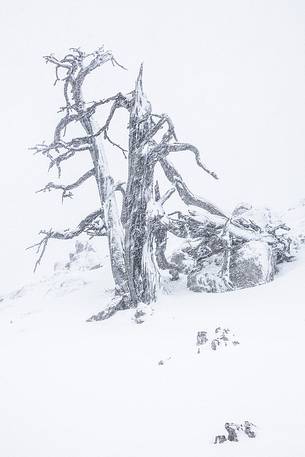 Leucodermis Pines in a snowstorm.
Pinus leucodermis are the only trees, in the Appennini mountain range, that can survive above the altitude of 2000 metres. They are tough enough to withstand the heavy snowstorm that are not rare there in wintertime. Leucodermis Pines in a snowstorm.
Pinus leucodermis are the only trees, in the Appennini mountain range, that can survive above the altitude of 2000 metres. They are tough enough to withstand the heavy snowstorm that are not rare there in wintertime.