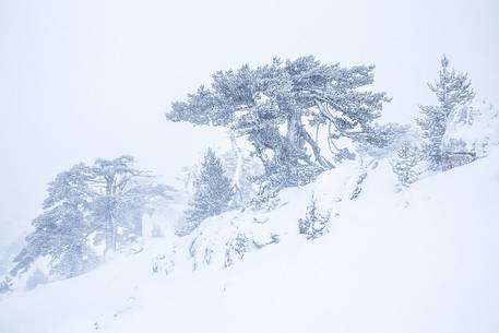 Leucodermis Pines in a snowstorm.
Pinus leucodermis are the only trees, in the Appennini mountain range, that can survive above the altitude of 2000 metres. They are tough enough to withstand the heavy snowstorm that are not rare there in wintertime.