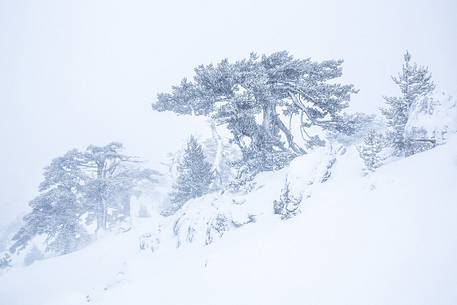 Leucodermis Pines in a snowstorm.
Pinus leucodermis are the only trees, in the Appennini mountain range, that can survive above the altitude of 2000 metres. They are tough enough to withstand the heavy snowstorm that are not rare there in wintertime. Leucodermis Pines in a snowstorm.
Pinus leucodermis are the only trees, in the Appennini mountain range, that can survive above the altitude of 2000 metres. They are tough enough to withstand the heavy snowstorm that are not rare there in wintertime.