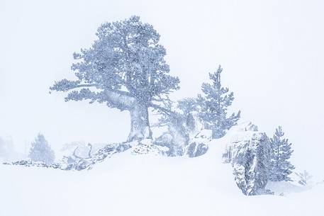 Leucodermis Pines in a snowstorm.
Pinus leucodermis are the only trees, in the Appennini mountain range, that can survive above the altitude of 2000 metres. They are tough enough to withstand the heavy snowstorm that are not rare there in wintertime. Leucodermis Pines in a snowstorm.
Pinus leucodermis are the only trees, in the Appennini mountain range, that can survive above the altitude of 2000 metres. They are tough enough to withstand the heavy snowstorm that are not rare there in wintertime.