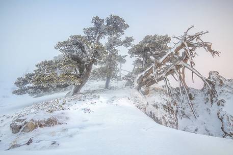 Winter landscape with some Leucodermis Pines. Pinus leucodermis are the only trees, in the Appennini mountain range, that can survive above the altitude of 2000 metres. They are tough enough to withstand the heavy snowstorm that are not rare there in wintertime. Winter landscape with some Leucodermis Pines. Pinus leucodermis are the only trees, in the Appennini mountain range, that can survive above the altitude of 2000 metres. They are tough enough to withstand the heavy snowstorm that are not rare there in wintertime.