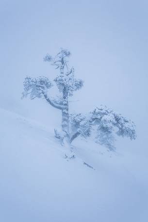 Winter landscape with some Leucodermis Pines. Pinus leucodermis are the only trees, in the Appennini mountain range, that can survive above the altitude of 2000 metres. They are tough enough to withstand the heavy snowstorm that are not rare there in wintertime. Winter landscape with some Leucodermis Pines. Pinus leucodermis are the only trees, in the Appennini mountain range, that can survive above the altitude of 2000 metres. They are tough enough to withstand the heavy snowstorm that are not rare there in wintertime.