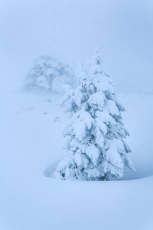 Winter landscape with some Leucodermis Pines. Pinus leucodermis are the only trees, in the Appennini mountain range, that can survive above the altitude of 2000 metres. They are tough enough to withstand the heavy snowstorm that are not rare there in wintertime. Winter landscape with some Leucodermis Pines. Pinus leucodermis are the only trees, in the Appennini mountain range, that can survive above the altitude of 2000 metres. They are tough enough to withstand the heavy snowstorm that are not rare there in wintertime.