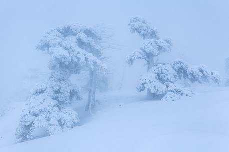 Winter landscape with some Leucodermis Pines. Pinus leucodermis are the only trees, in the Appennini mountain range, that can survive above the altitude of 2000 metres. They are tough enough to withstand the heavy snowstorm that are not rare there in wintertime. Winter landscape with some Leucodermis Pines. Pinus leucodermis are the only trees, in the Appennini mountain range, that can survive above the altitude of 2000 metres. They are tough enough to withstand the heavy snowstorm that are not rare there in wintertime.