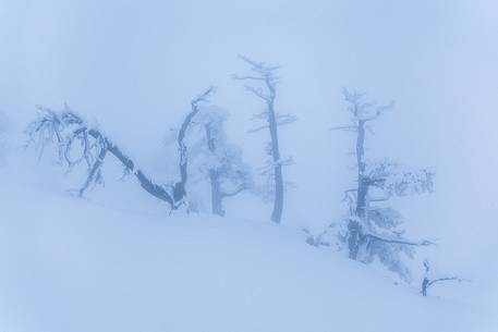 Winter landscape with some Leucodermis Pines. Pinus leucodermis are the only trees, in the Appennini mountain range, that can survive above the altitude of 2000 metres. They are tough enough to withstand the heavy snowstorm that are not rare there in wintertime. Winter landscape with some Leucodermis Pines. Pinus leucodermis are the only trees, in the Appennini mountain range, that can survive above the altitude of 2000 metres. They are tough enough to withstand the heavy snowstorm that are not rare there in wintertime.