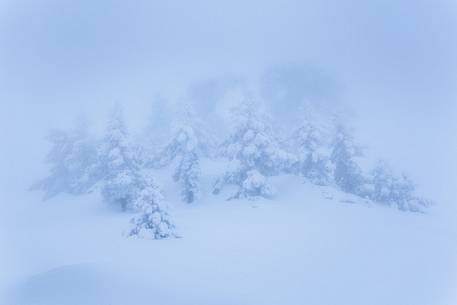 Winter landscape with some Leucodermis Pines. Pinus leucodermis are the only trees, in the Appennini mountain range, that can survive above the altitude of 2000 metres. They are tough enough to withstand the heavy snowstorm that are not rare there in wintertime. Winter landscape with some Leucodermis Pines. Pinus leucodermis are the only trees, in the Appennini mountain range, that can survive above the altitude of 2000 metres. They are tough enough to withstand the heavy snowstorm that are not rare there in wintertime.