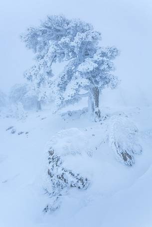 Winter landscape with some Leucodermis Pines. Pinus leucodermis are the only trees, in the Appennini mountain range, that can survive above the altitude of 2000 metres. They are tough enough to withstand the heavy snowstorm that are not rare there in wintertime. Winter landscape with some Leucodermis Pines. Pinus leucodermis are the only trees, in the Appennini mountain range, that can survive above the altitude of 2000 metres. They are tough enough to withstand the heavy snowstorm that are not rare there in wintertime.