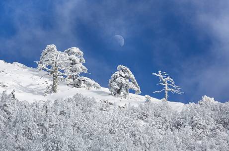 Winter landscape with some Leucodermis Pines. Pinus leucodermis are the only trees, in the Appennini mountain range, that can survive above the altitude of 2000 metres. They are tough enough to withstand the heavy snowstorm that are not rare there in wintertime. Winter landscape with some Leucodermis Pines. Pinus leucodermis are the only trees, in the Appennini mountain range, that can survive above the altitude of 2000 metres. They are tough enough to withstand the heavy snowstorm that are not rare there in wintertime.