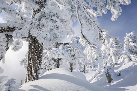 Winter landscape with some Leucodermis Pines. Pinus leucodermis are the only trees, in the Appennini mountain range, that can survive above the altitude of 2000 metres. They are tough enough to withstand the heavy snowstorm that are not rare there in wintertime. Winter landscape with some Leucodermis Pines. Pinus leucodermis are the only trees, in the Appennini mountain range, that can survive above the altitude of 2000 metres. They are tough enough to withstand the heavy snowstorm that are not rare there in wintertime.
