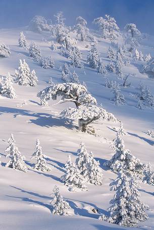 Winter landscape with some Leucodermis Pines. (Serra di Crispo).
Pinus leucodermis are the only trees, in the Appennini mountain range, that can survive above the altitude of 2000 metres. They are tough enough to withstand the heavy snowstorm that are not rare there in wintertime. Winter landscape with some Leucodermis Pines. (Serra di Crispo).
Pinus leucodermis are the only trees, in the Appennini mountain range, that can survive above the altitude of 2000 metres. They are tough enough to withstand the heavy snowstorm that are not rare there in wintertime.