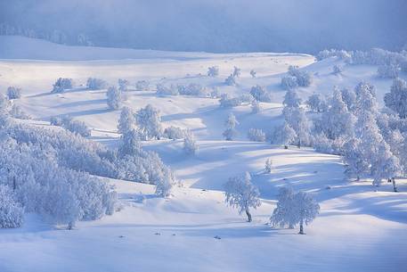 Winter landscape in the Pollino National park: the beechwood of Piani di Pollino.
